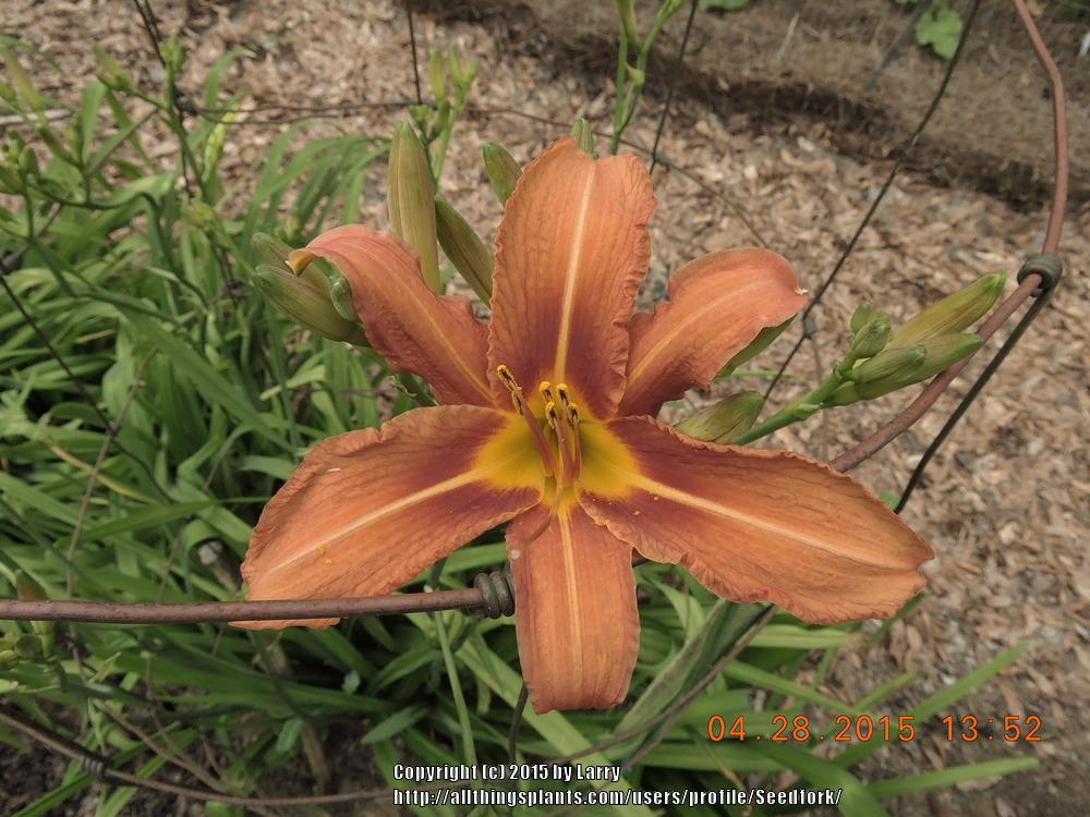 Photo of Ditch Lily (Hemerocallis fulva) uploaded by Seedfork