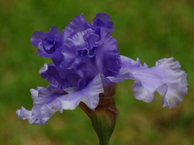 Photo of Tall Bearded Iris (Iris 'Honky Tonk Blues') uploaded by Sheridragonfly