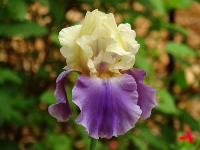 Photo of Tall Bearded Iris (Iris 'Edith Wolford') uploaded by Sheridragonfly