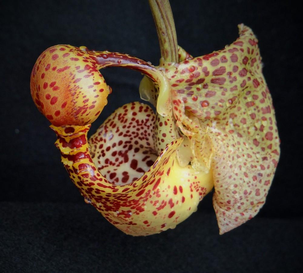 Photo of Orchid (Coryanthes macrantha) uploaded by hawkarica