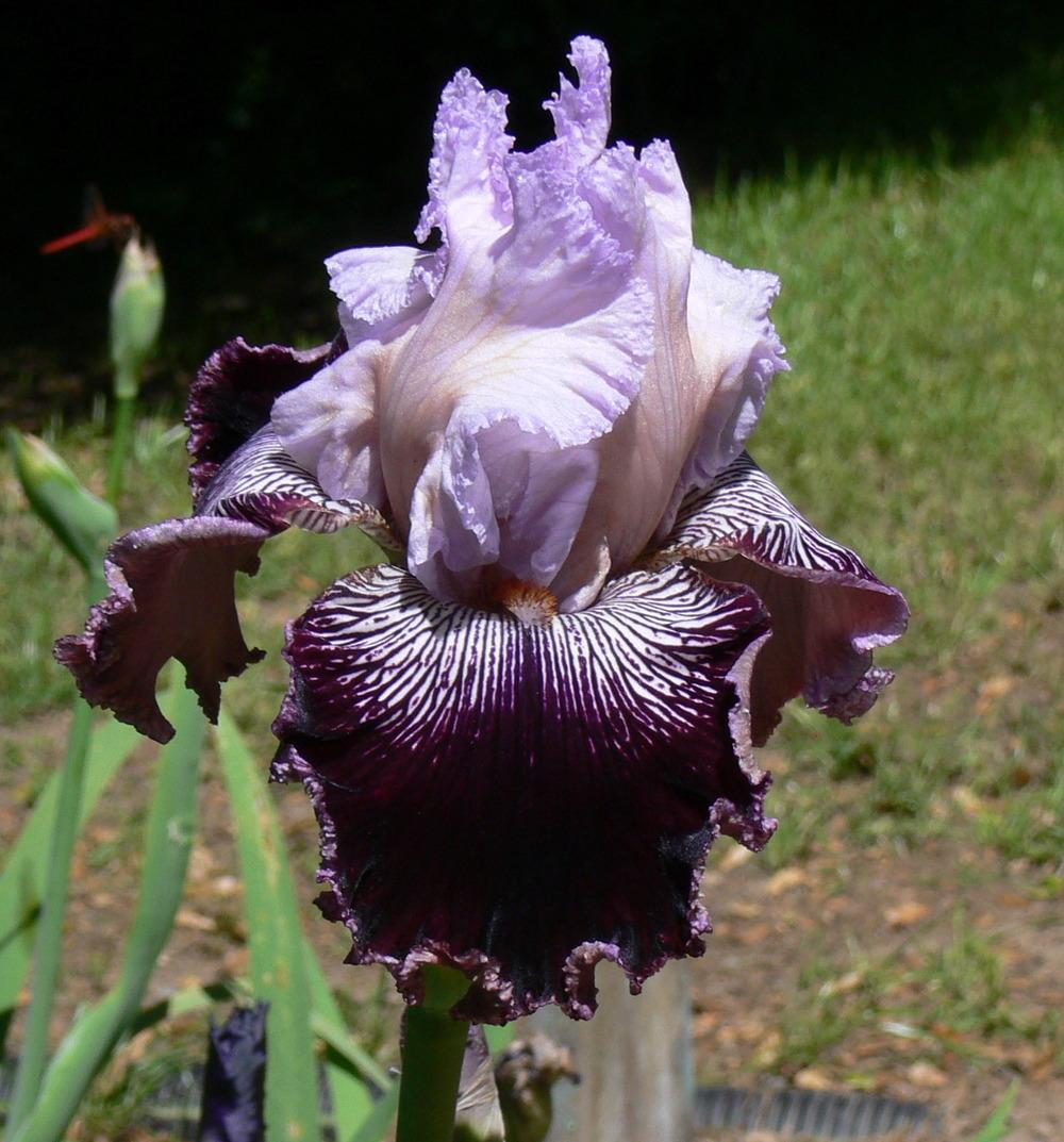 Photo of Tall Bearded Iris (Iris 'Samba Queen') uploaded by janwax