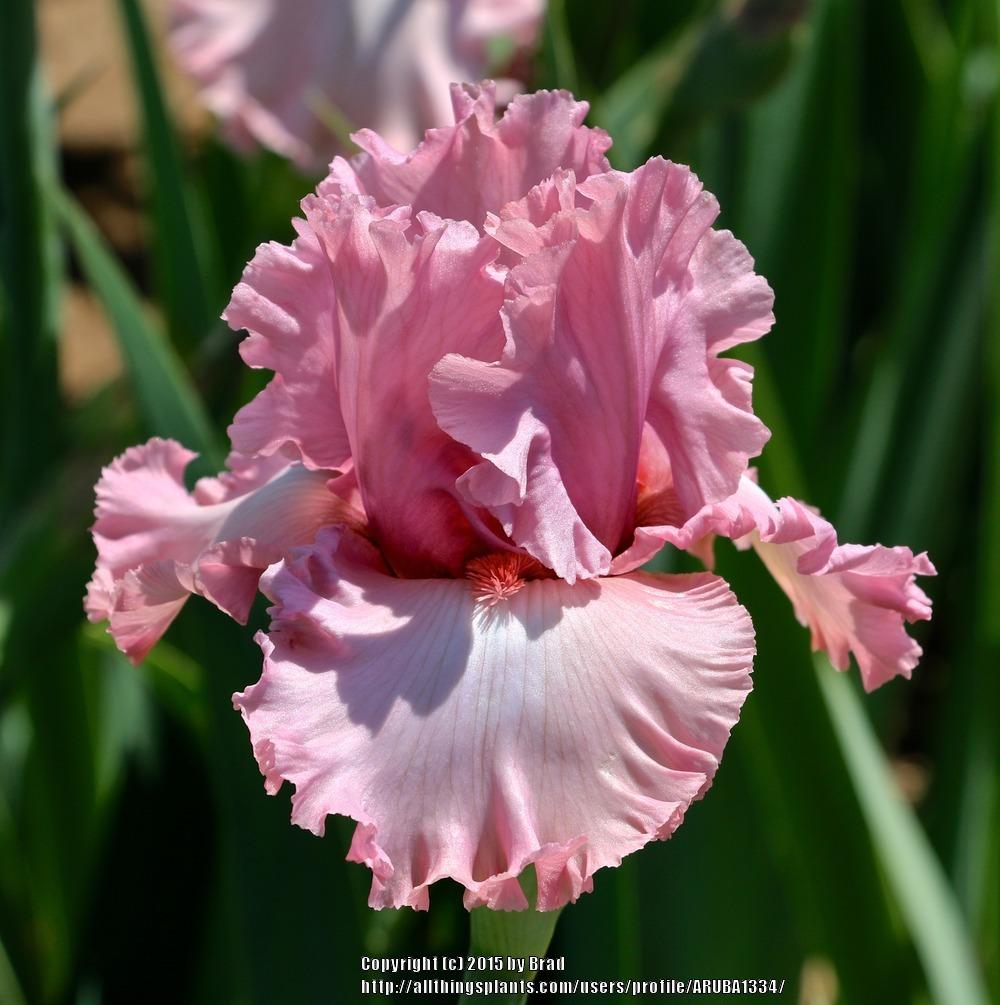 Photo of Tall Bearded Iris (Iris 'Hollywood Star') uploaded by ARUBA1334