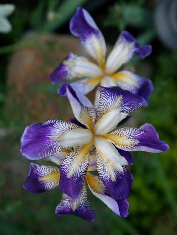 Photo of Tall Bearded Iris (Iris 'Rhythm') uploaded by Calif_Sue