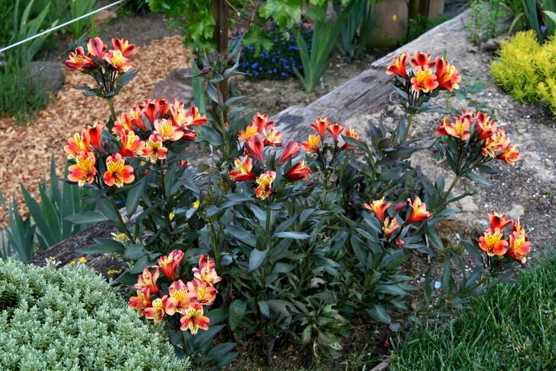 Photo of Peruvian Lily (Alstroemeria Inticancha® Indian Summer) uploaded by Calif_Sue