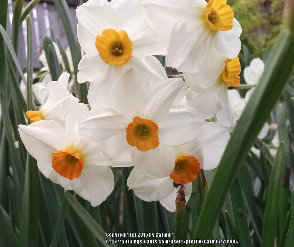 Photo of Daffodil (Narcissus 'Geranium') uploaded by Catmint20906