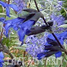 Photo of Anise-Scented Sage (Salvia coerulea 'Black and Blue') uploaded by Joy