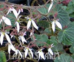 Photo of Strawberry Begonia (Saxifraga stolonifera) uploaded by Joy