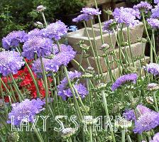 Photo of Pincushion Flower (Scabiosa columbaria 'Butterfly Blue') uploaded by Joy