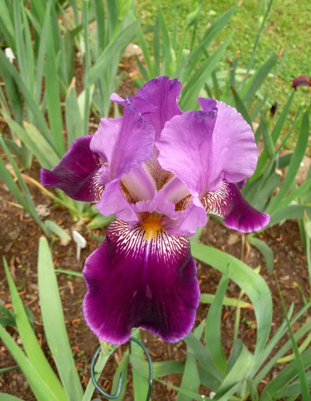 Photo of Tall Bearded Iris (Iris 'Vuneta Krisle') uploaded by Lestv