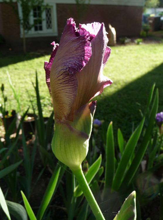 Photo of Tall Bearded Iris (Iris 'Anything Goes') uploaded by Lestv