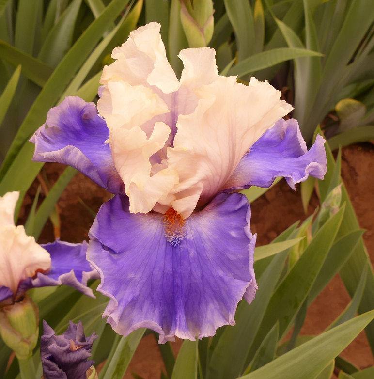 Photo of Tall Bearded Iris (Iris 'Wishes Granted') uploaded by Misawa77