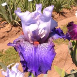 Location: Catheys Valley CA
Date: 04-27-2015
Photo courtesy of Superstition Iris Gardens, posted with permissi