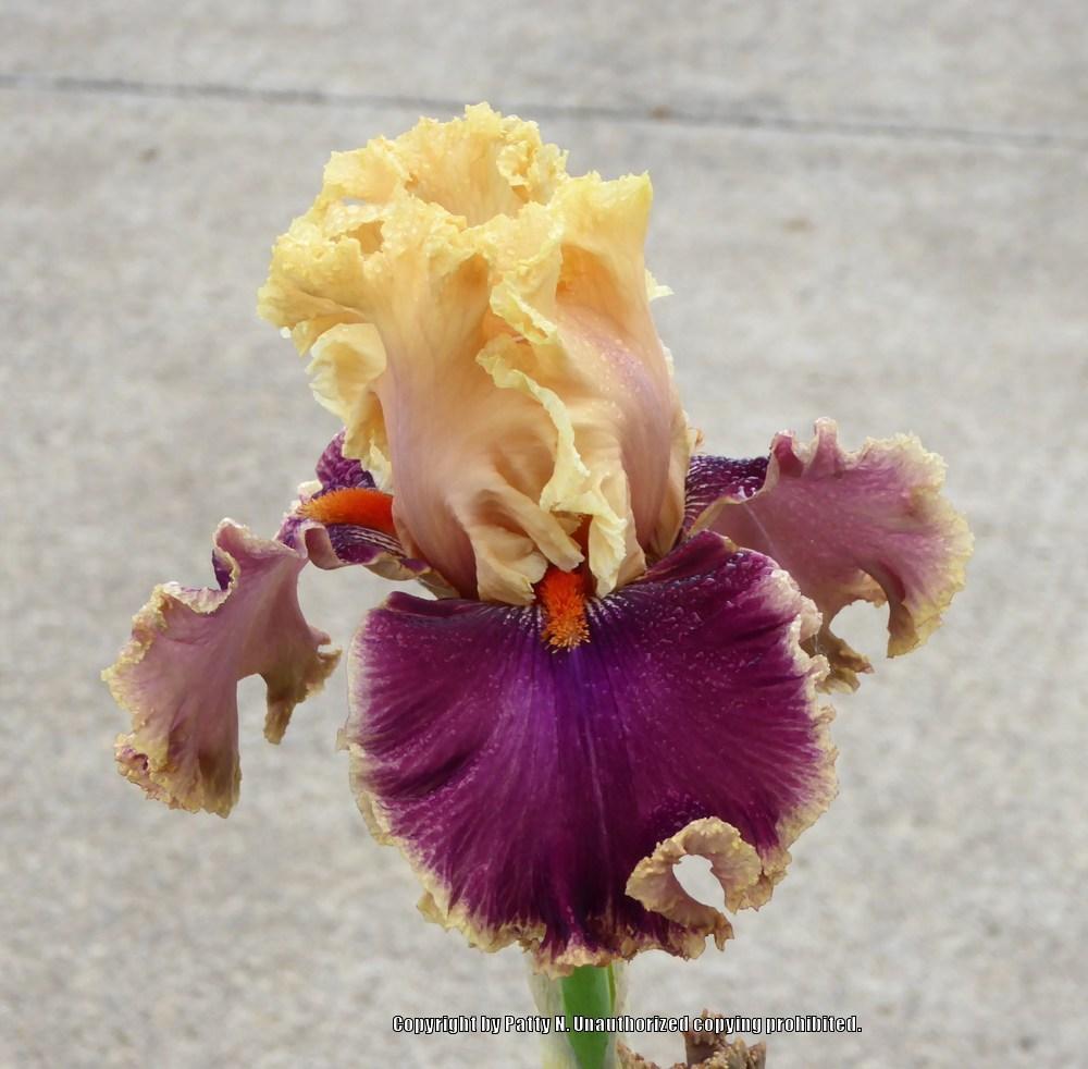 Photo of Tall Bearded Iris (Iris 'Decadence') uploaded by Patty