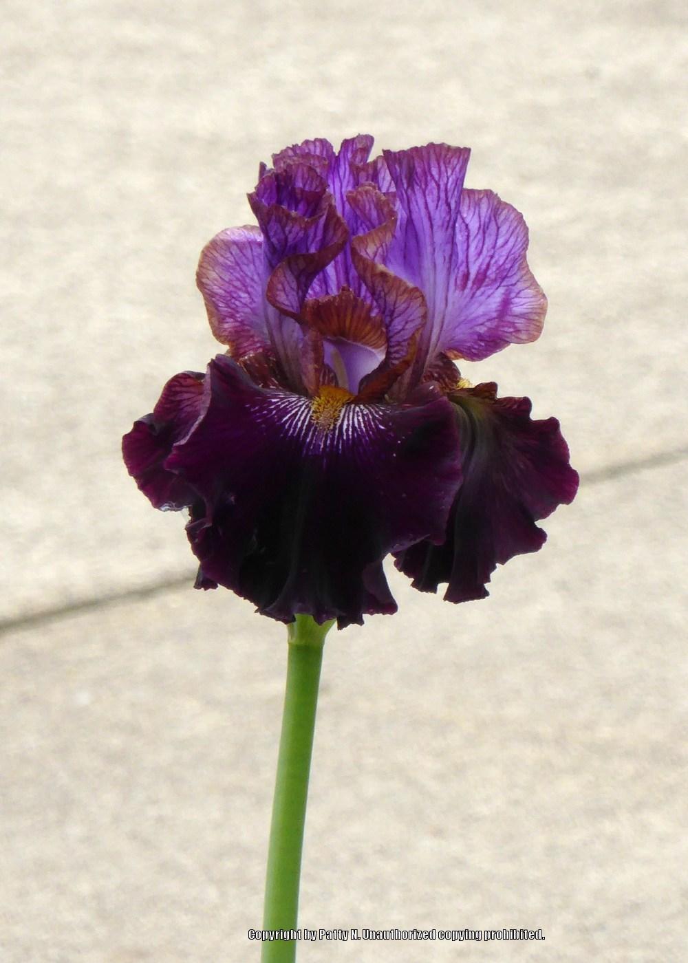 Photo of Tall Bearded Iris (Iris 'One of a Kind') uploaded by Patty