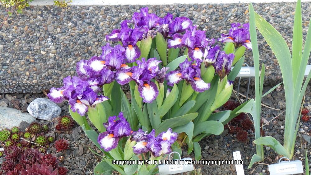 Photo of Standard Dwarf Bearded Iris (Iris 'Electrifying') uploaded by Patty