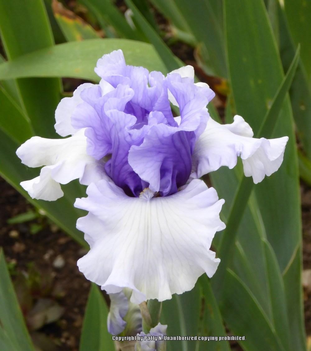 Photo of Tall Bearded Iris (Iris 'Crowned Heads') uploaded by Patty