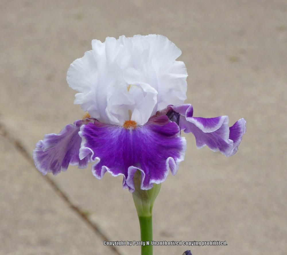Photo of Tall Bearded Iris (Iris 'Merry Amigo') uploaded by Patty