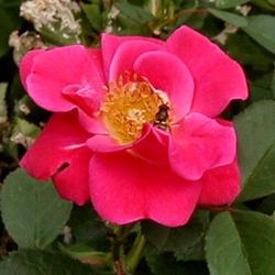 Location: Mountains of northern California
Date: July 08, 2014
Bees love this rose.