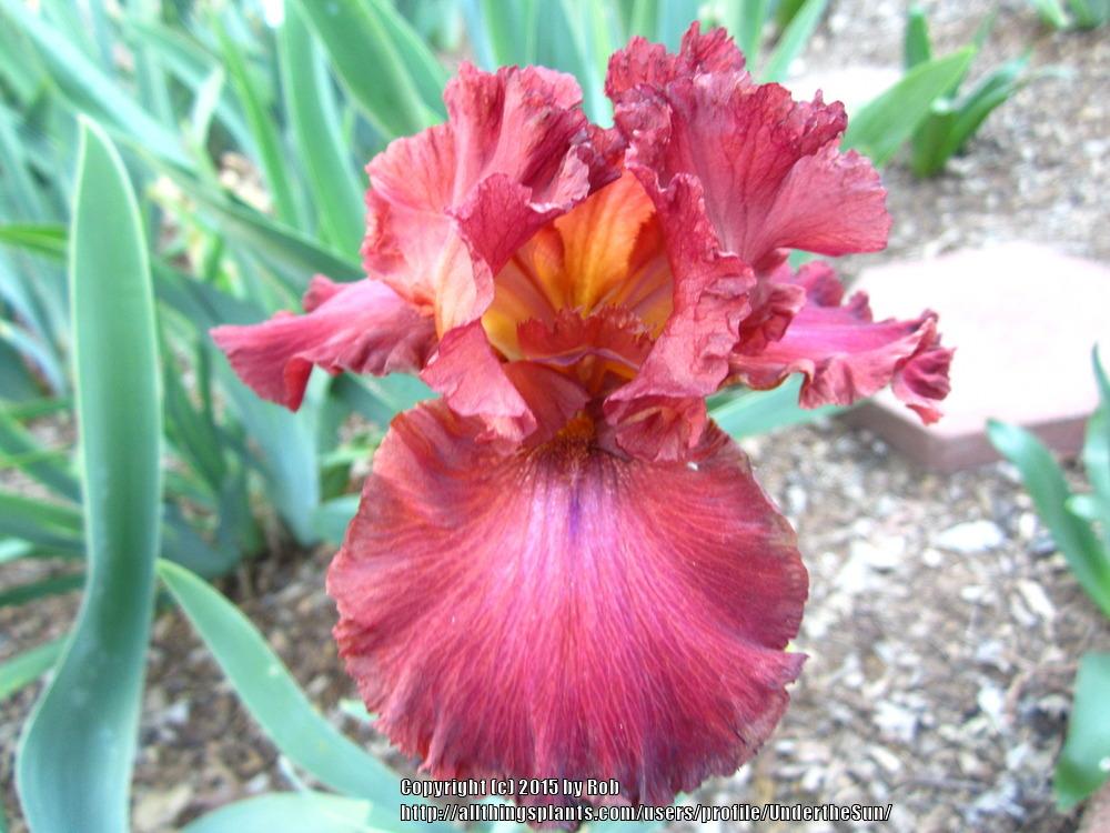 Photo of Tall Bearded Iris (Iris 'Tiff') uploaded by UndertheSun