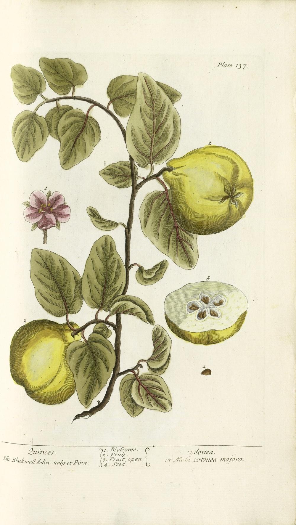 Photo of Quince (Cydonia oblonga) uploaded by admin