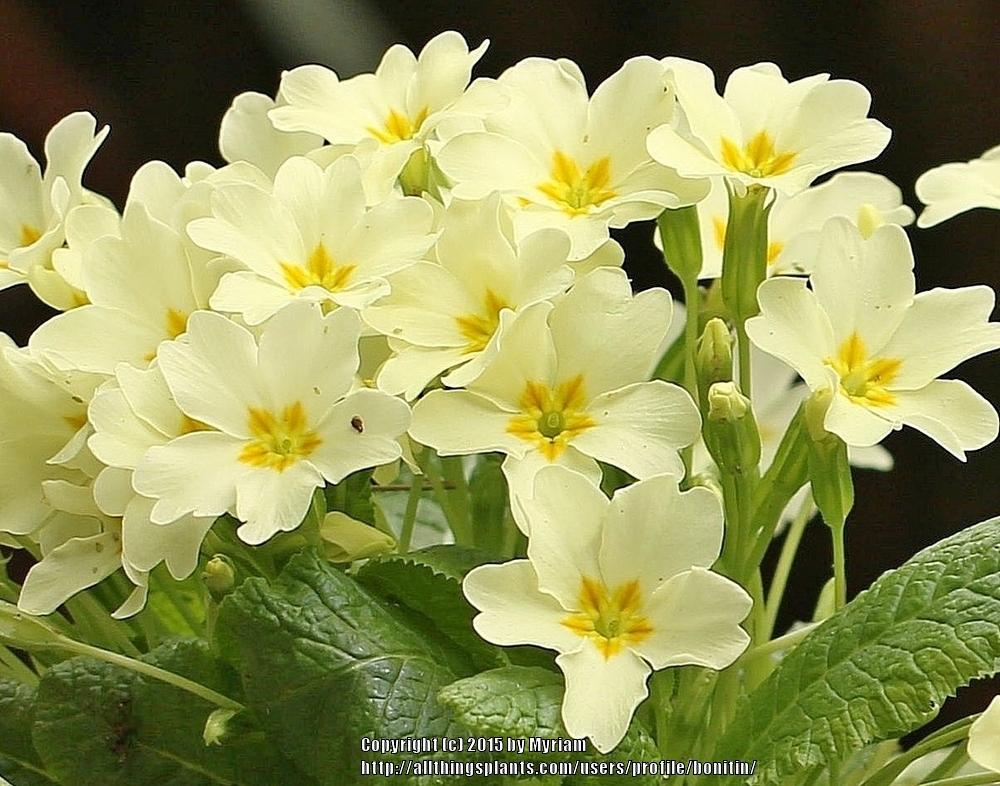 Photo of English Primrose (Primula vulgaris subsp. vulgaris) uploaded by bonitin