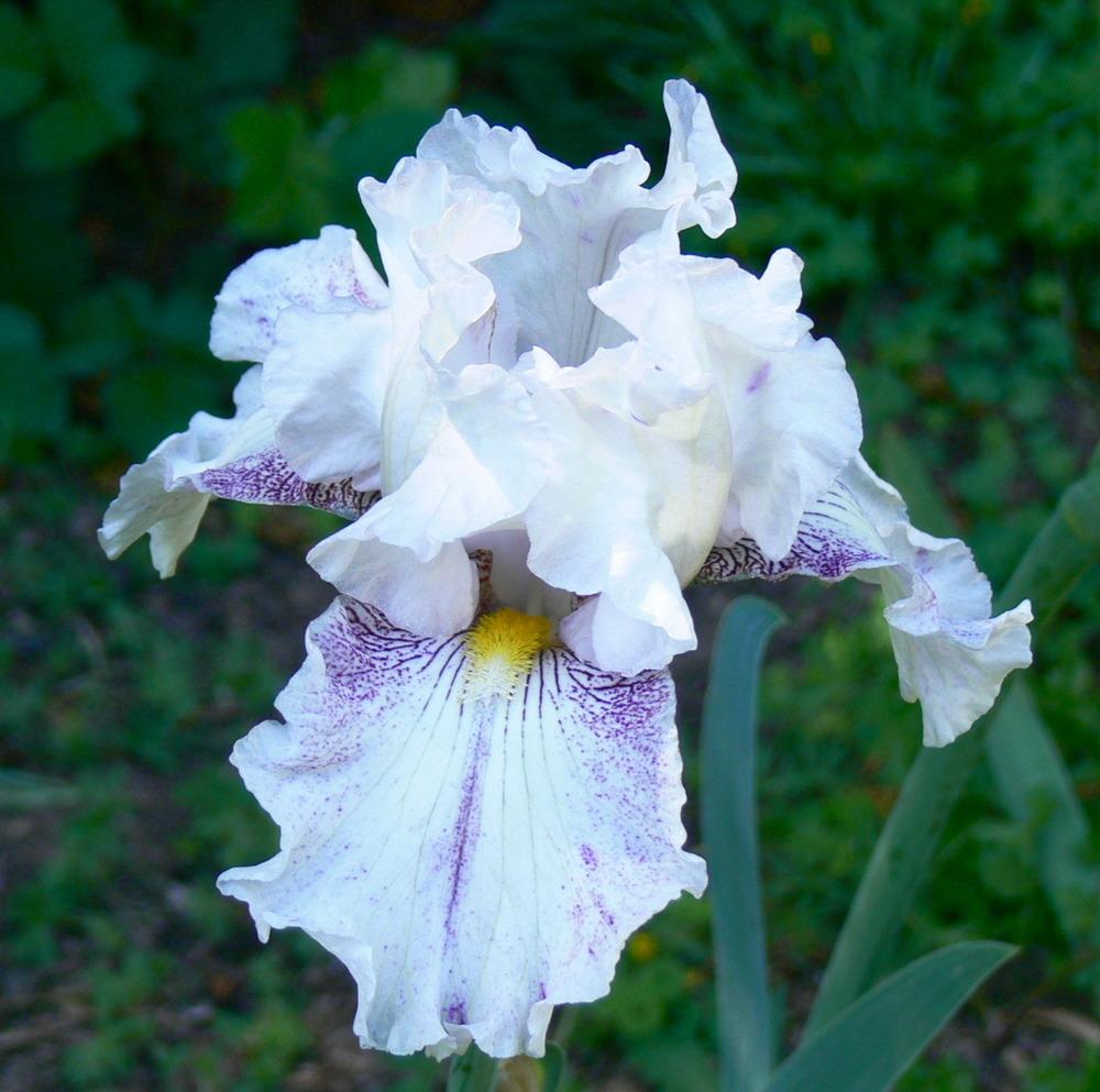 Photo of Tall Bearded Iris (Iris 'Hi There Gorgeous') uploaded by janwax