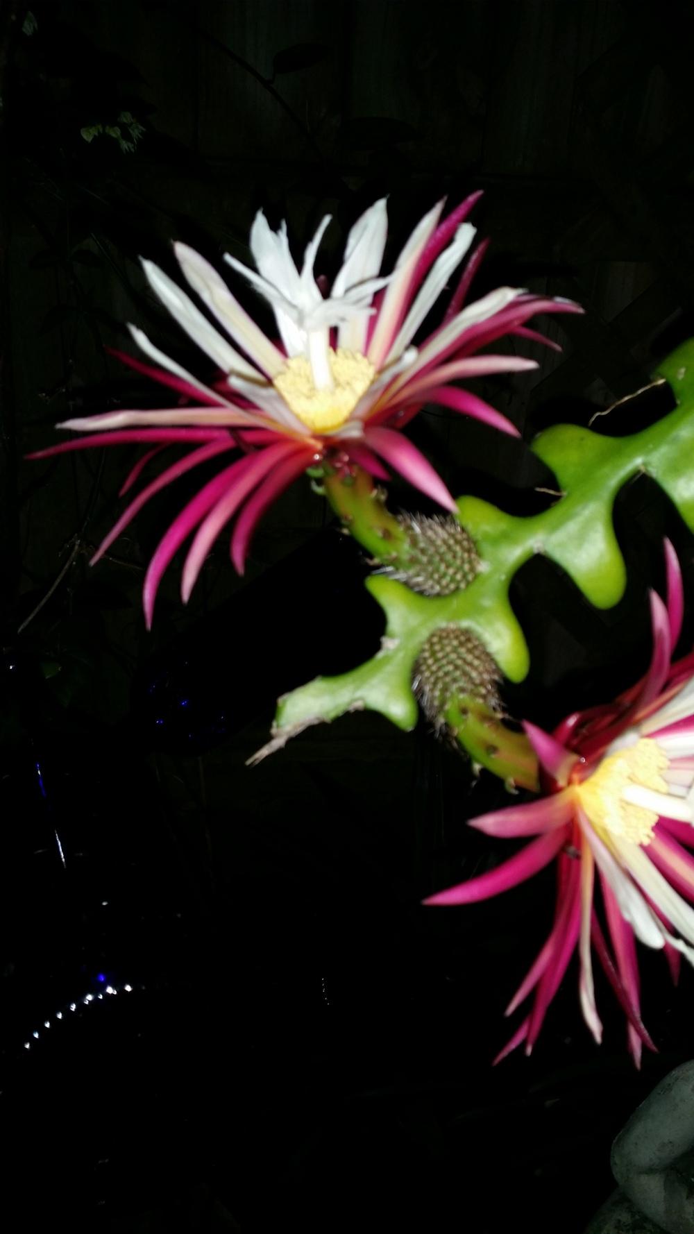 Photo of Zig-Zag Cactus (Selenicereus anthonyanus) uploaded by orchidgal