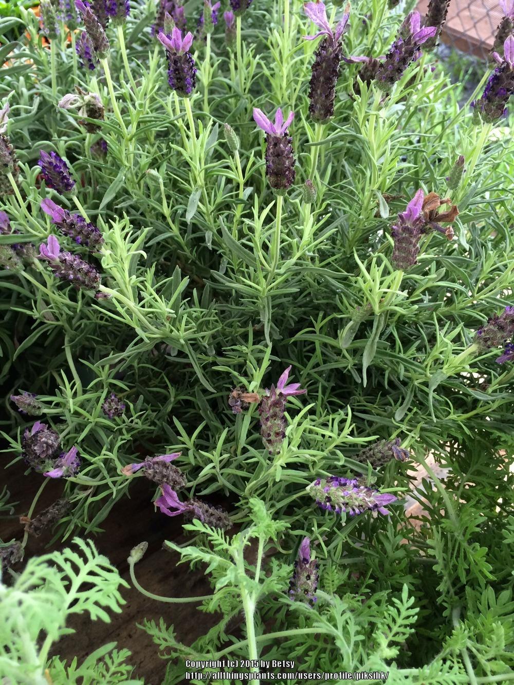 Photo of Lavenders (Lavandula) uploaded by piksihk