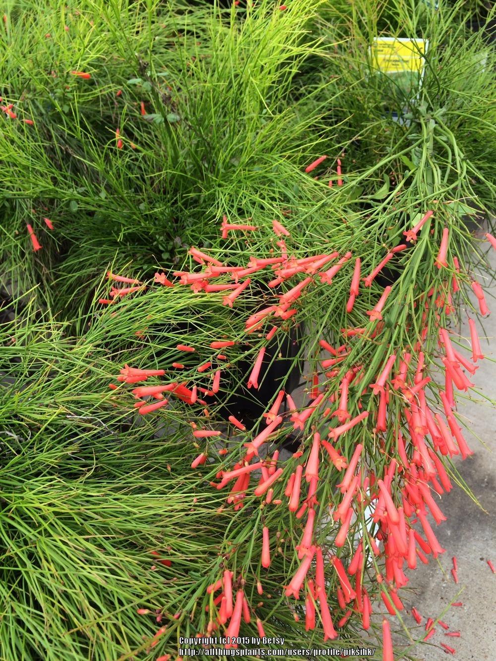 Photo of Firecracker Plant (Russelia equisetiformis) uploaded by piksihk