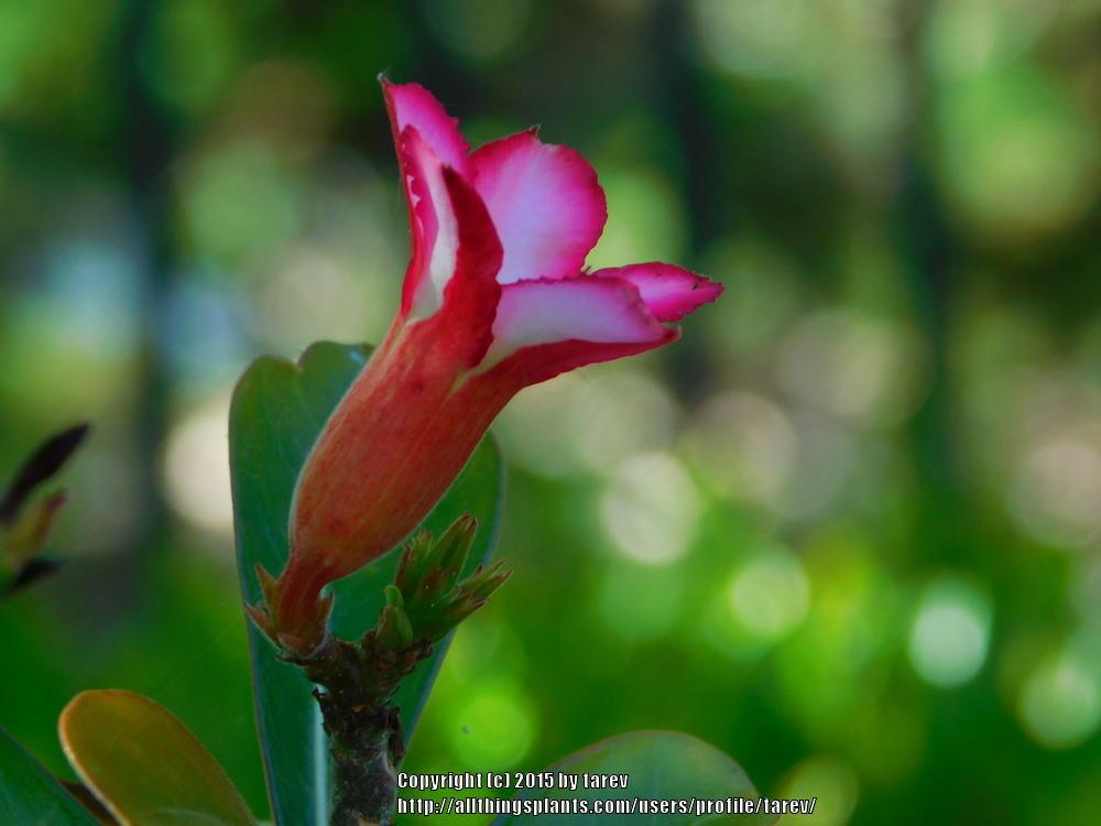 Photo of Desert Rose (Adenium obesum) uploaded by tarev