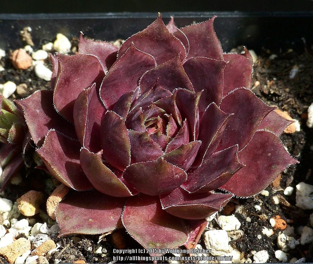 Photo of Hen and Chicks (Sempervivum 'Nocturno') uploaded by turini