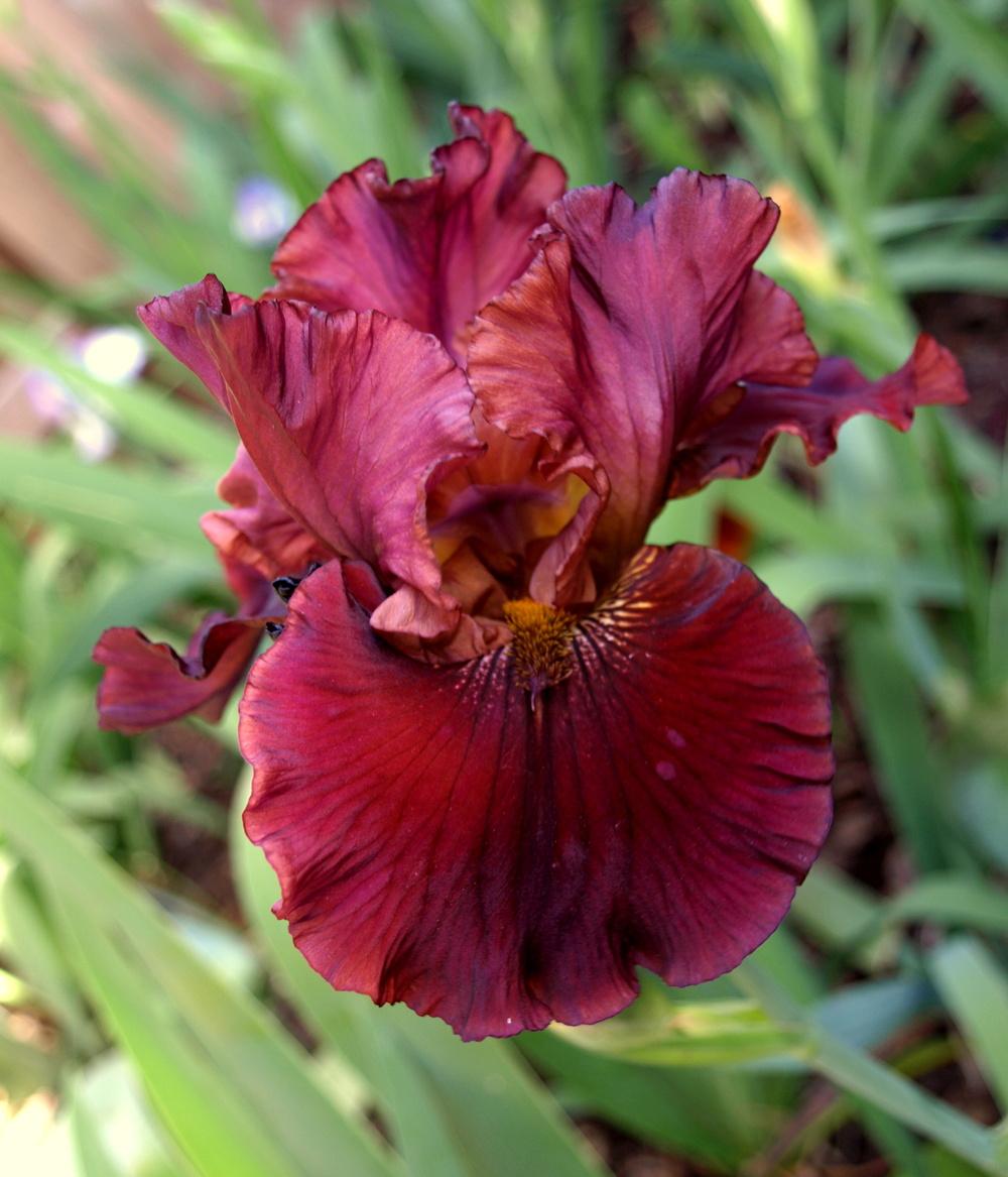 Photo of Tall Bearded Iris (Iris 'Raptor Red') uploaded by Ecograndma
