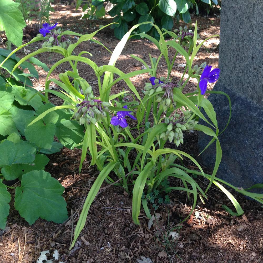 Photo of Spiderwort (Tradescantia 'Sweet Kate') uploaded by HamiltonSquare