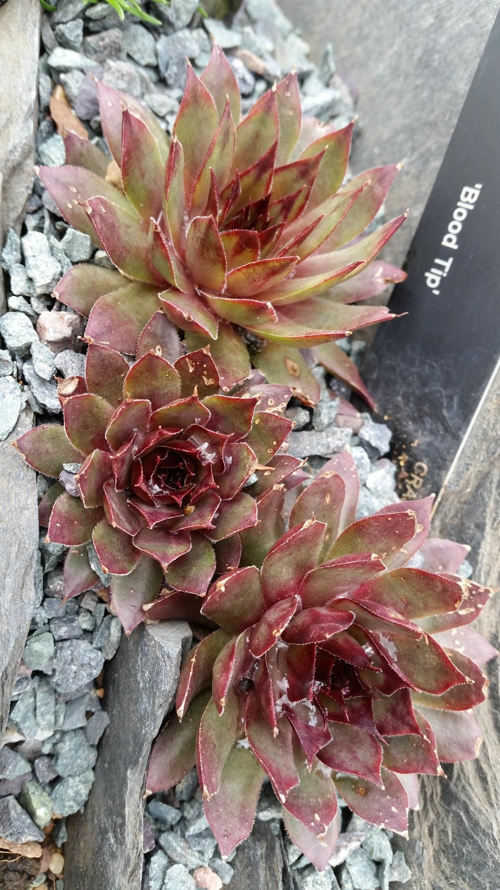 Photo of Hen and Chicks (Sempervivum 'Blood Tip') uploaded by Paddy