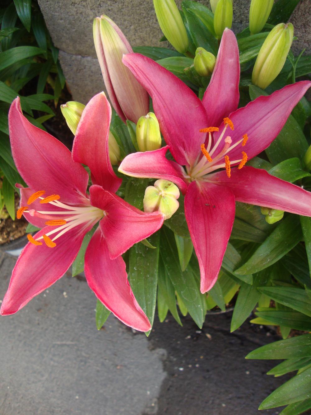 Photo of Dwarf Asiatic Lily (Lilium Lily Looks™ Tiny Pearl) uploaded by Paul2032