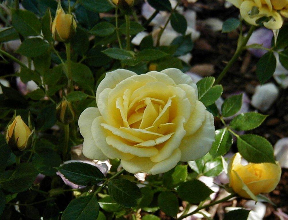 Photo of Rose (Rosa 'Sequoia Gold') uploaded by RoseBlush1