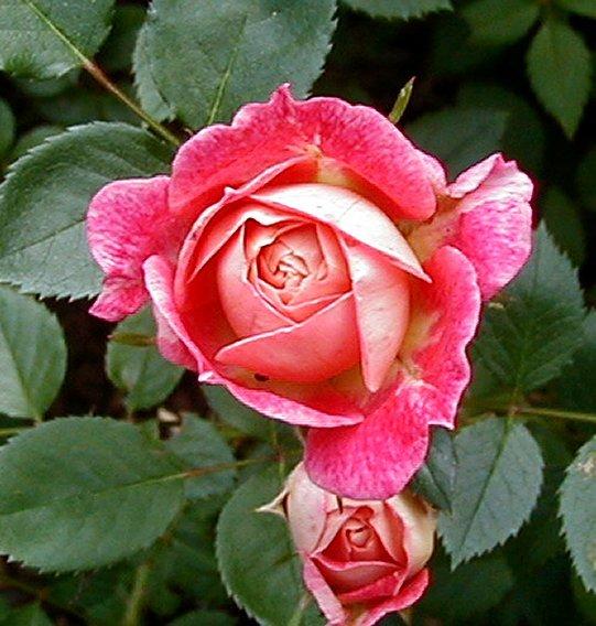 Photo of Rose (Rosa 'Splish Splash') uploaded by RoseBlush1