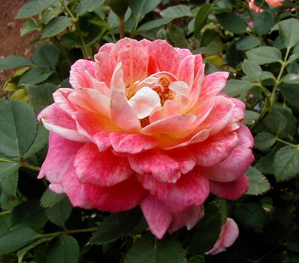 Photo of Rose (Rosa 'Splish Splash') uploaded by RoseBlush1