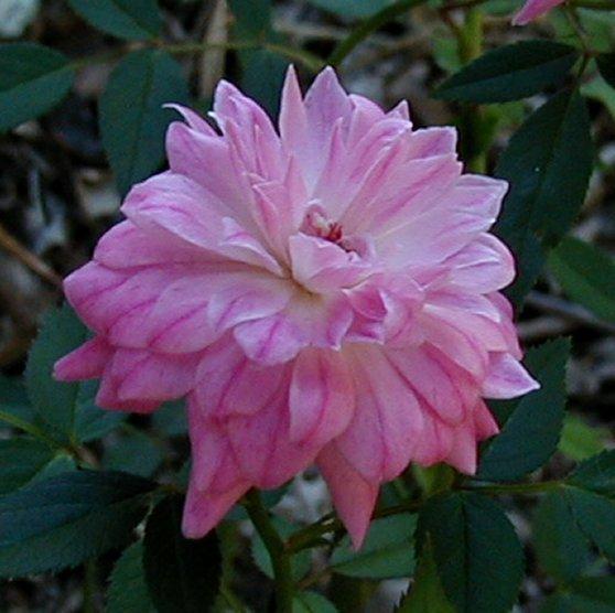 Photo of Rose (Rosa 'Pink Poodle') uploaded by RoseBlush1