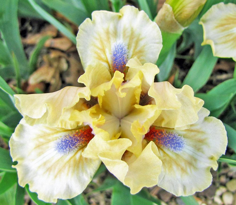 Photo of Standard Dwarf Bearded Iris (Iris 'Cachet') uploaded by TBGDN