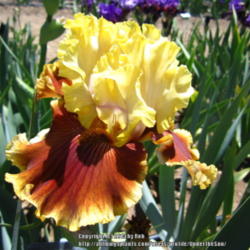 Location: Napa Country Iris Gardens
Date: 2015-04-26