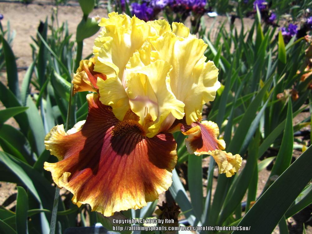 Photo of Tall Bearded Iris (Iris 'Seasons in the Sun') uploaded by UndertheSun