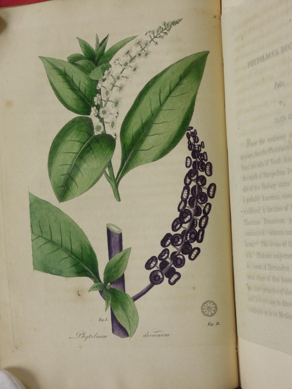 Photo of Pokeweed (Phytolacca americana) uploaded by admin