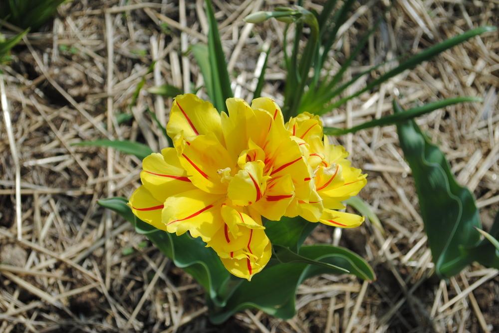 Photo of Double Early Tulip (Tulipa 'Monsella') uploaded by chelle