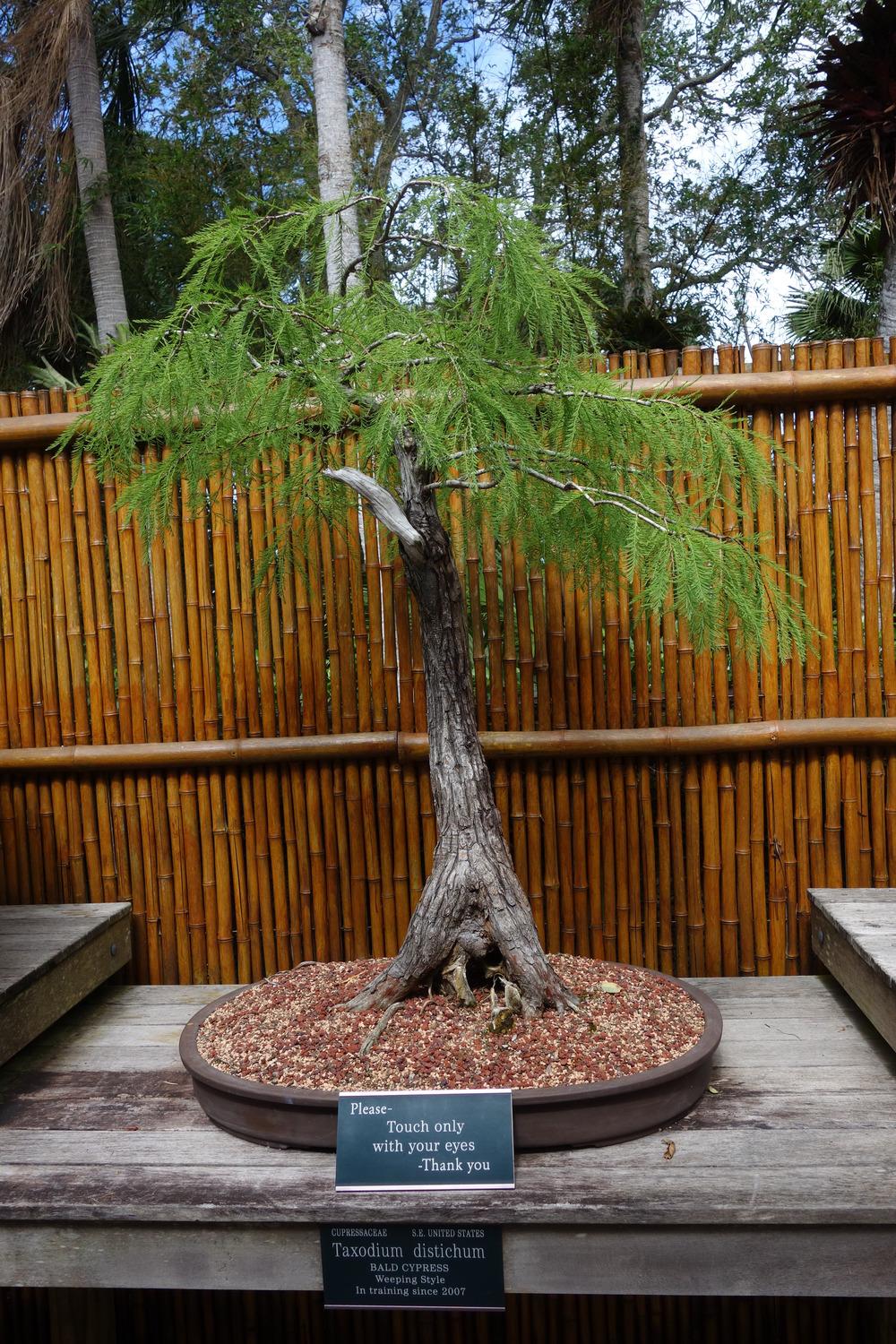 Photo of Bald Cypress (Taxodium distichum) uploaded by mellielong