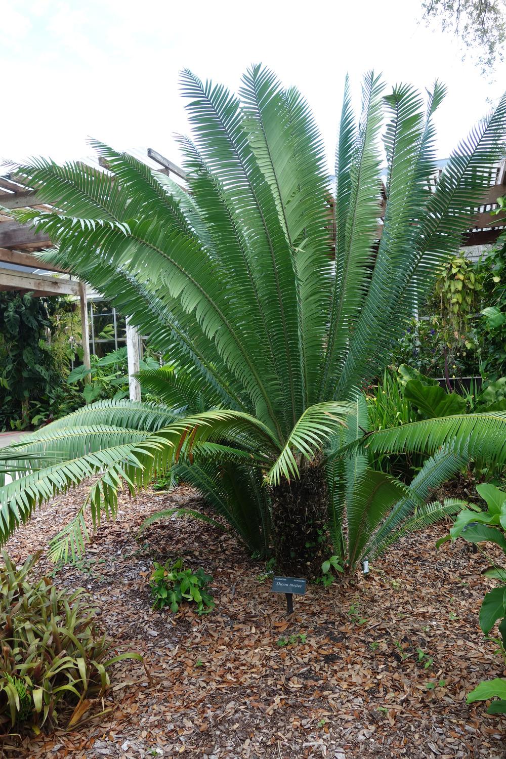 Photo of Cycad (Dioon mejiae) uploaded by mellielong