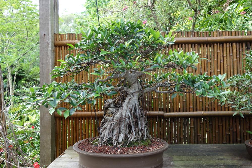 Photo of Chinese Banyan (Ficus microcarpa) uploaded by mellielong