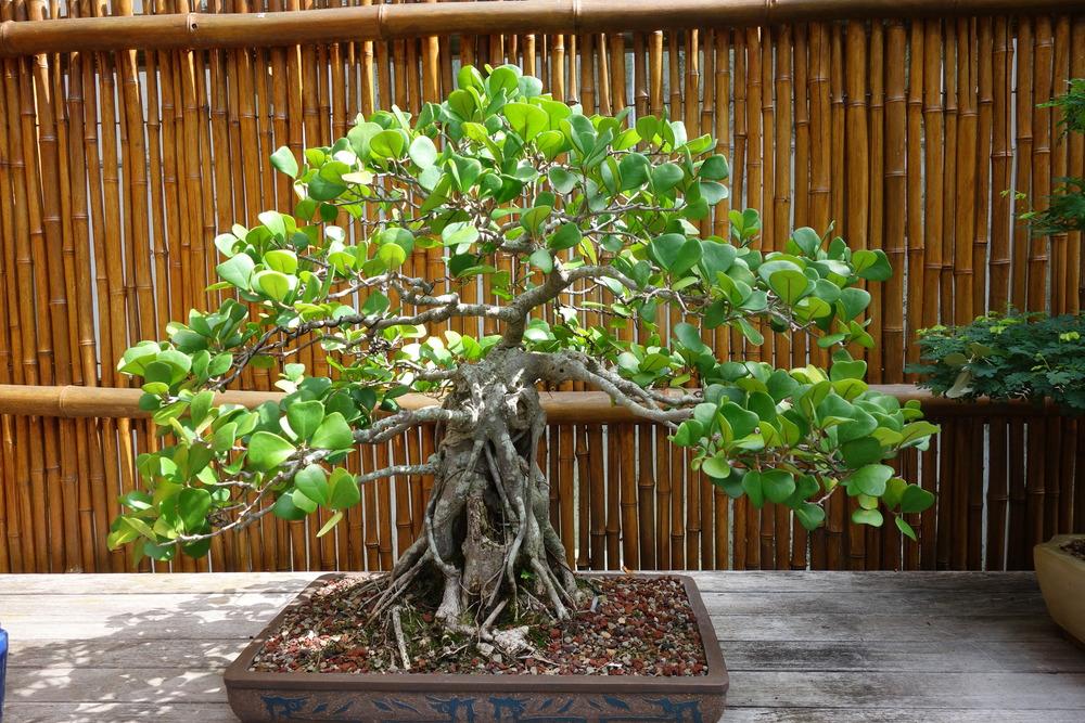 Photo of Triangle Fig (Ficus natalensis subsp. leprieurii) uploaded by mellielong