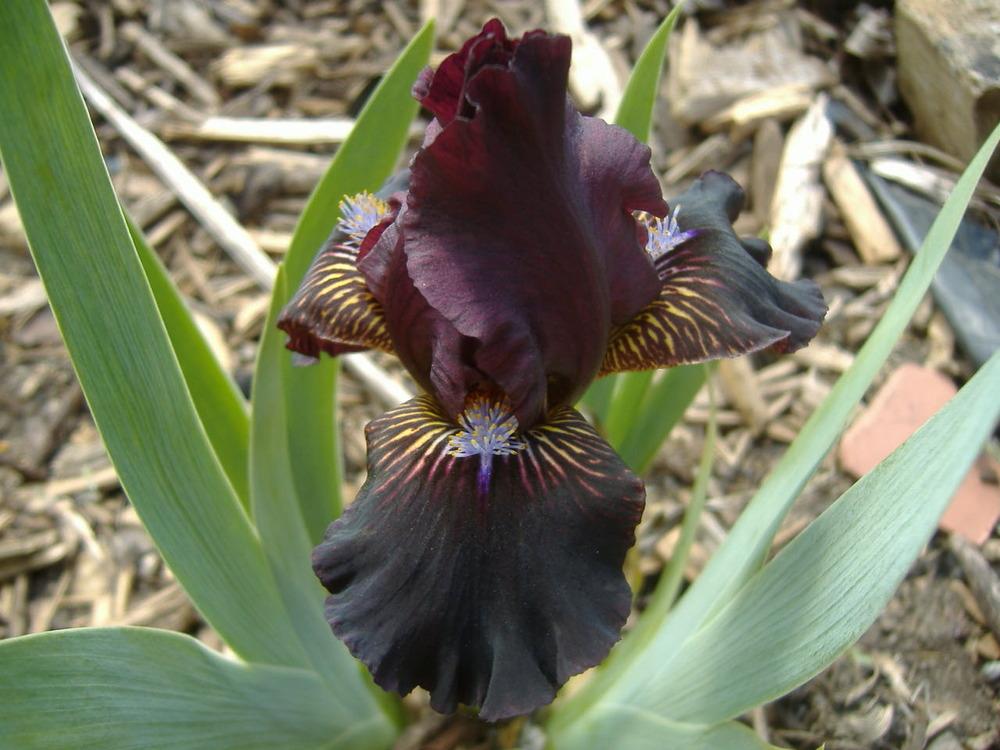 Photo of Standard Dwarf Bearded Iris (Iris 'Fancy Sparkler') uploaded by tveguy3