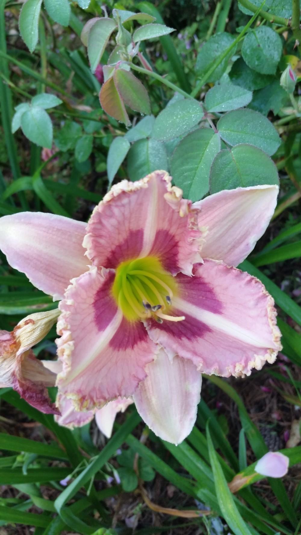 Photo of Daylily (Hemerocallis 'Gripping Power') uploaded by value4dollars